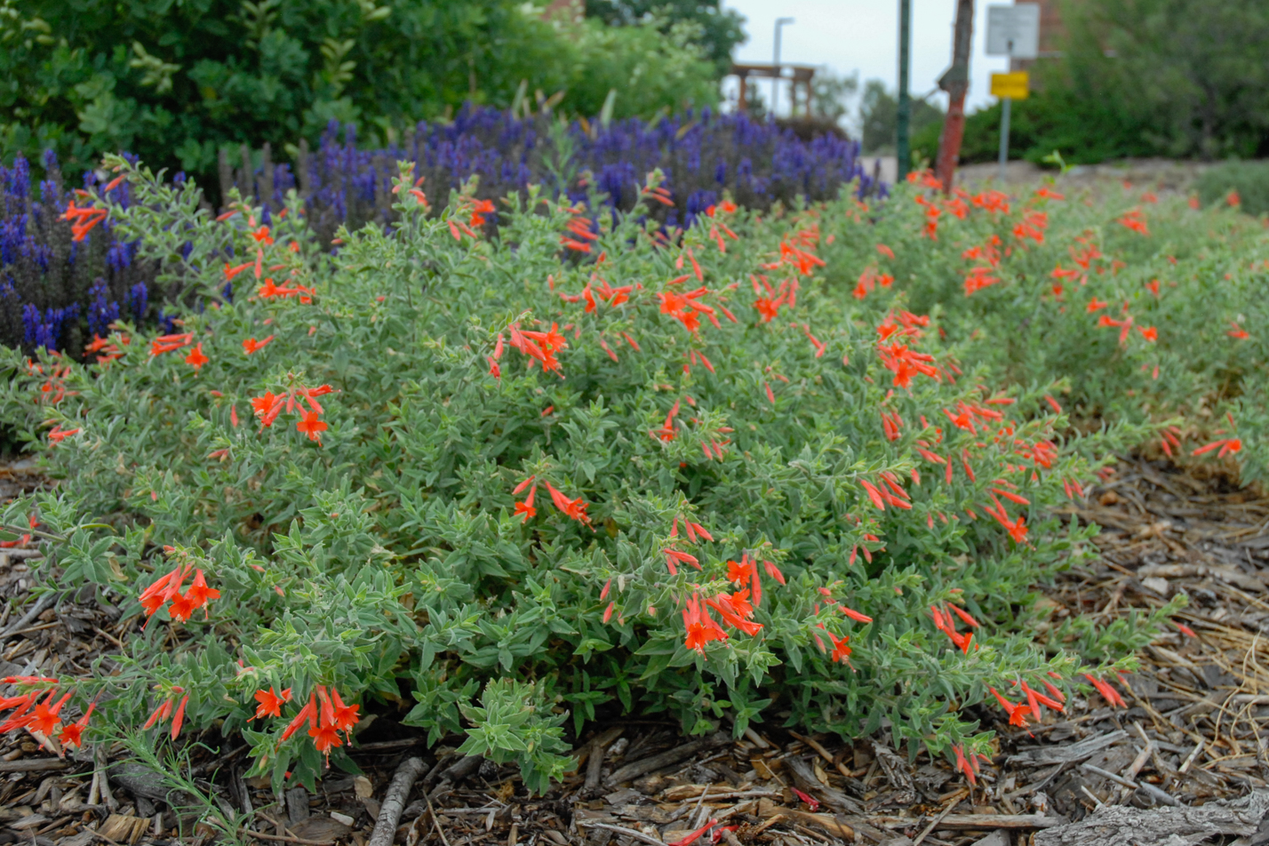 Orange Carpet Hummingbird Trumpet